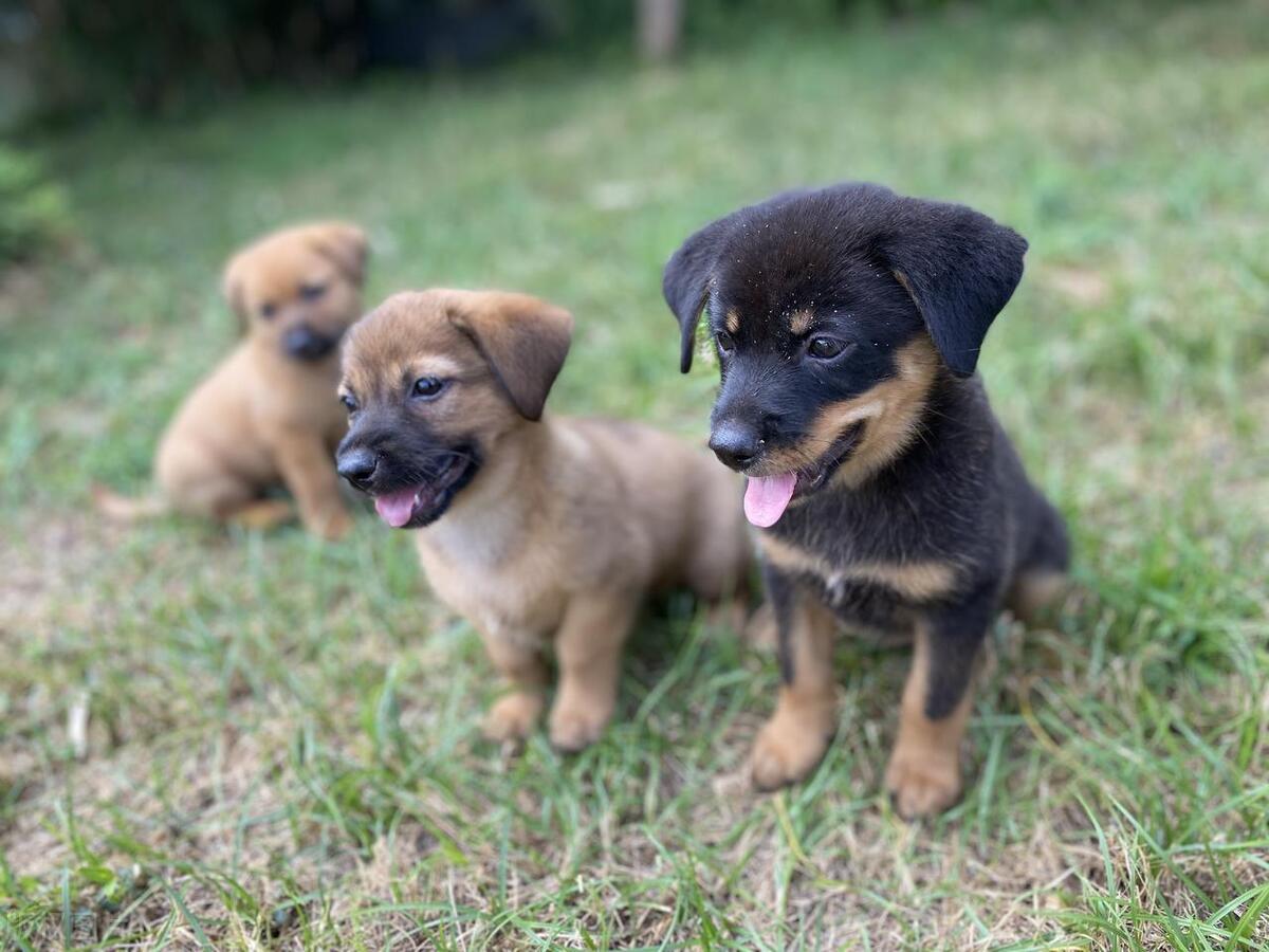 老祖宗挑狗术牢记三句口诀,老祖宗留下的挑狗狗口诀