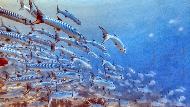 海洋有多深就有什么样的生物,海洋有多深中文版