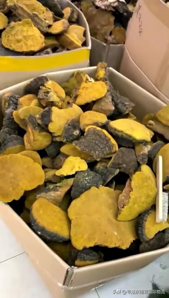 俄罗斯进口桦树茸服用方法,俄罗斯进口商品桦树茸