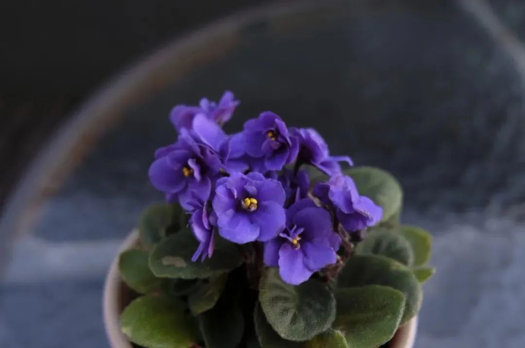 绿边紫罗兰植物图片,非洲紫罗兰怎么浇水