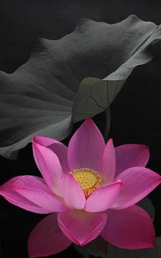 荷花千瓣莲唯美高清大图壁纸,唯美荷花壁纸手机超清全面屏