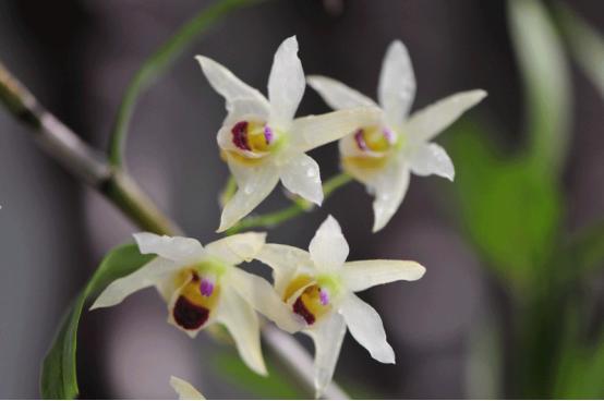 百花种类大全,百花的种类有哪些