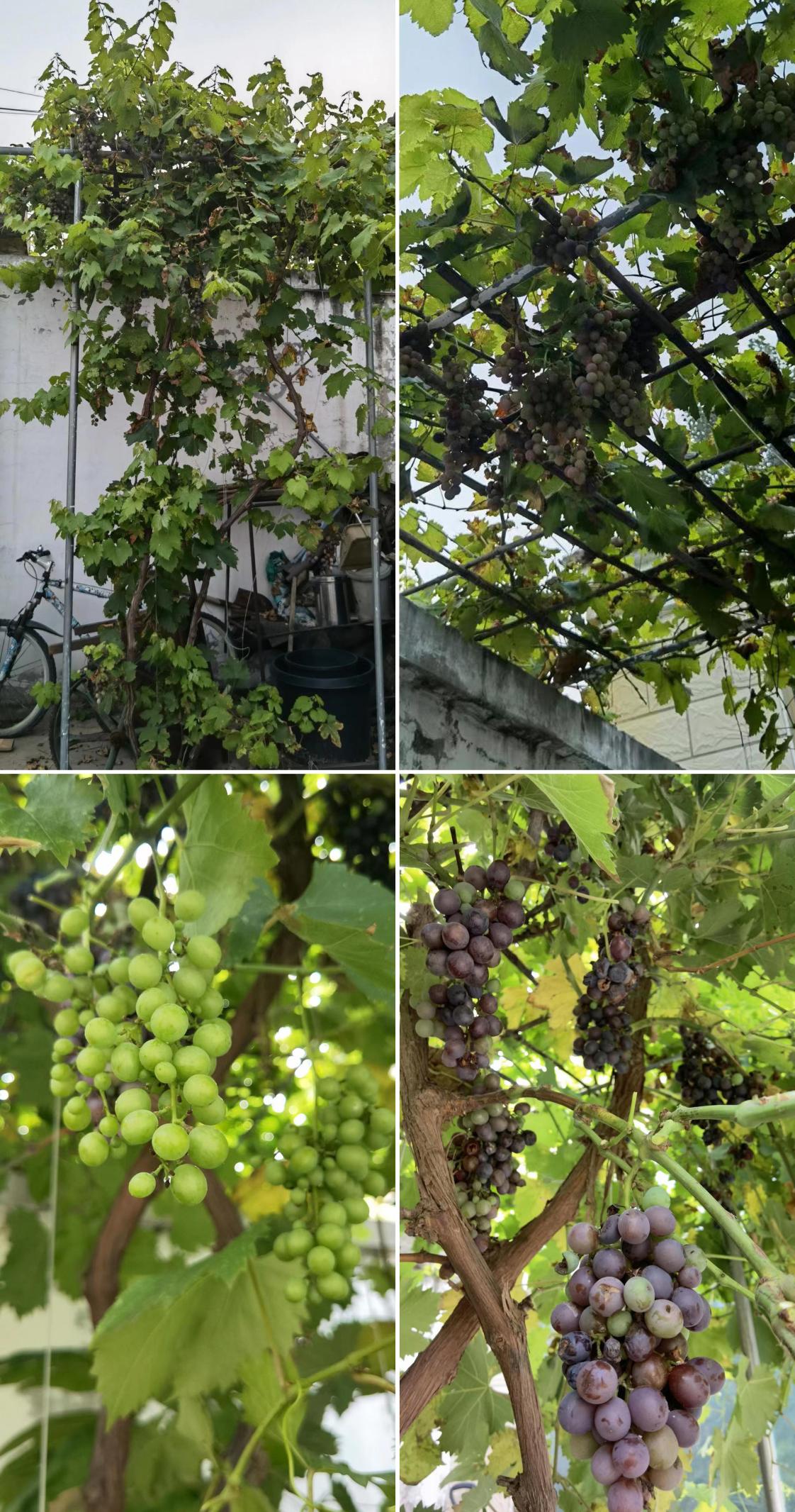 张颂文田园生活,张颂文住的院子什么样子的