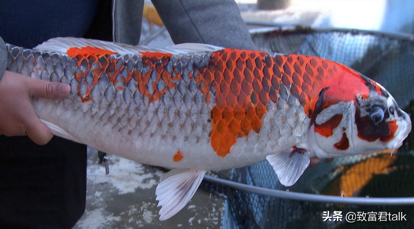 别转发锦鲤了转运秘诀在这里,锦鲤转运转发