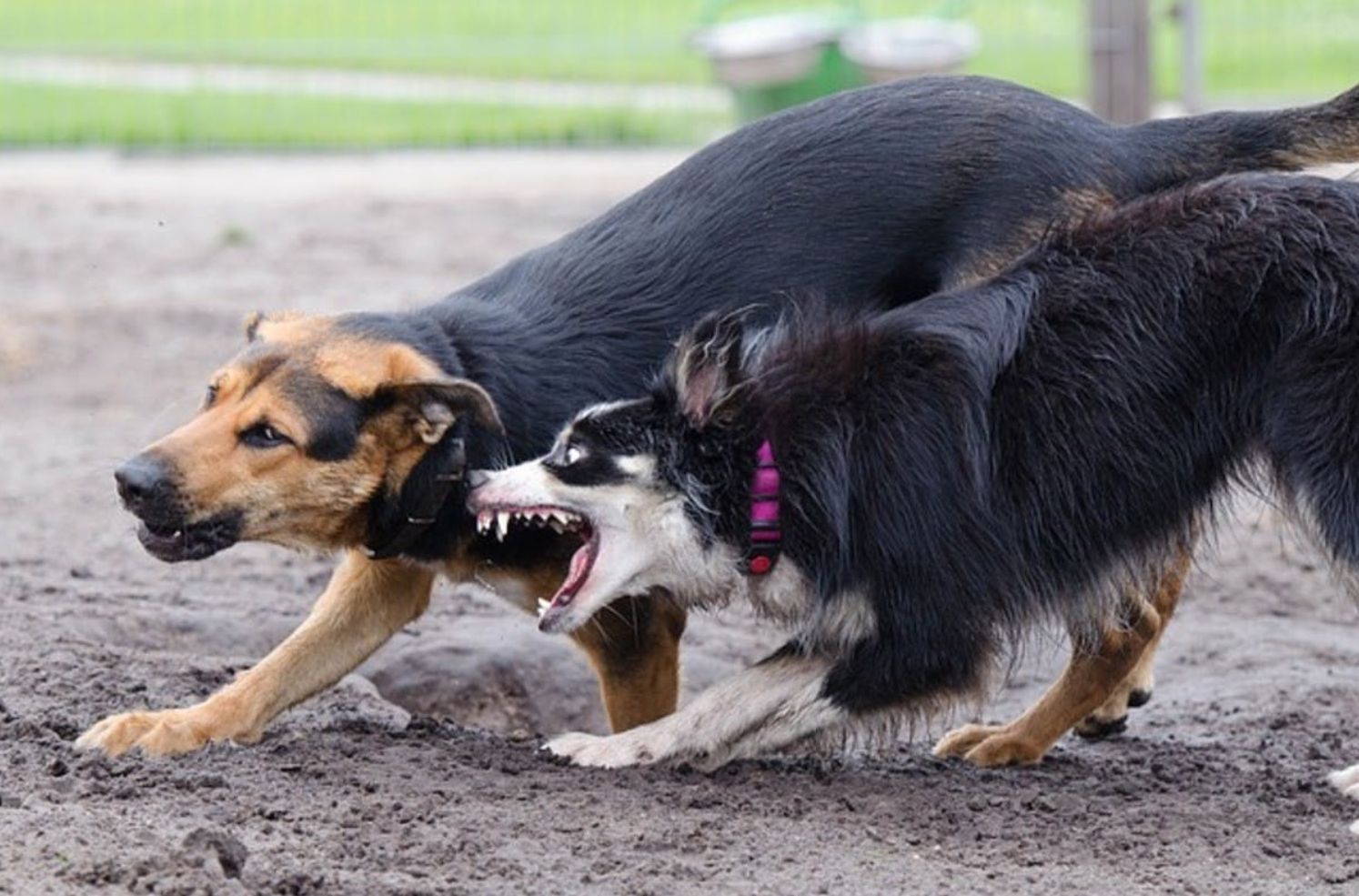 为啥边牧有小心思,边牧想吃东西的小心思