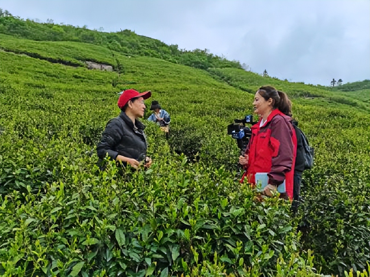 民泰银行绍兴分行扶小助微系列报道②|普惠金融沏出“共富”茶