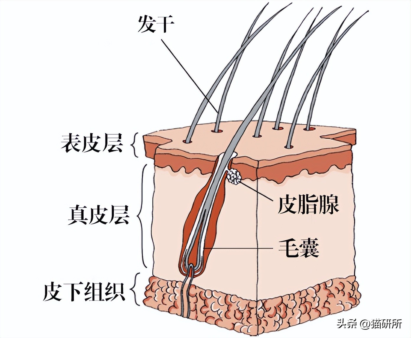 猫咪有皮屑是怎么回事,猫咪有轻微皮屑怎么回事