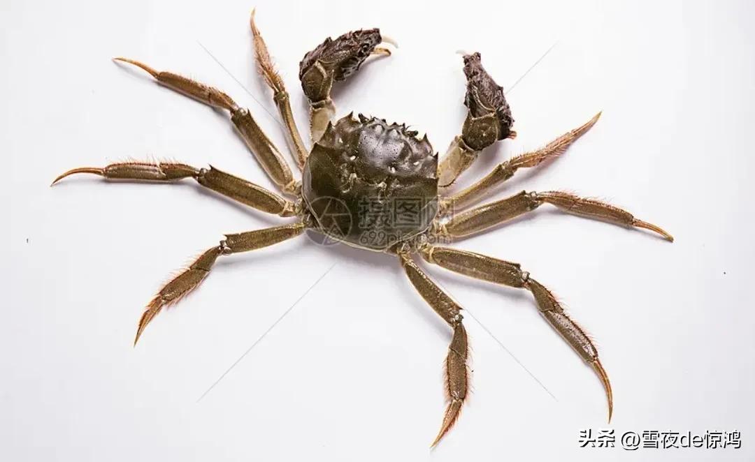 你一顿能吃多少个饺子啊,你一顿能吃几个馒头