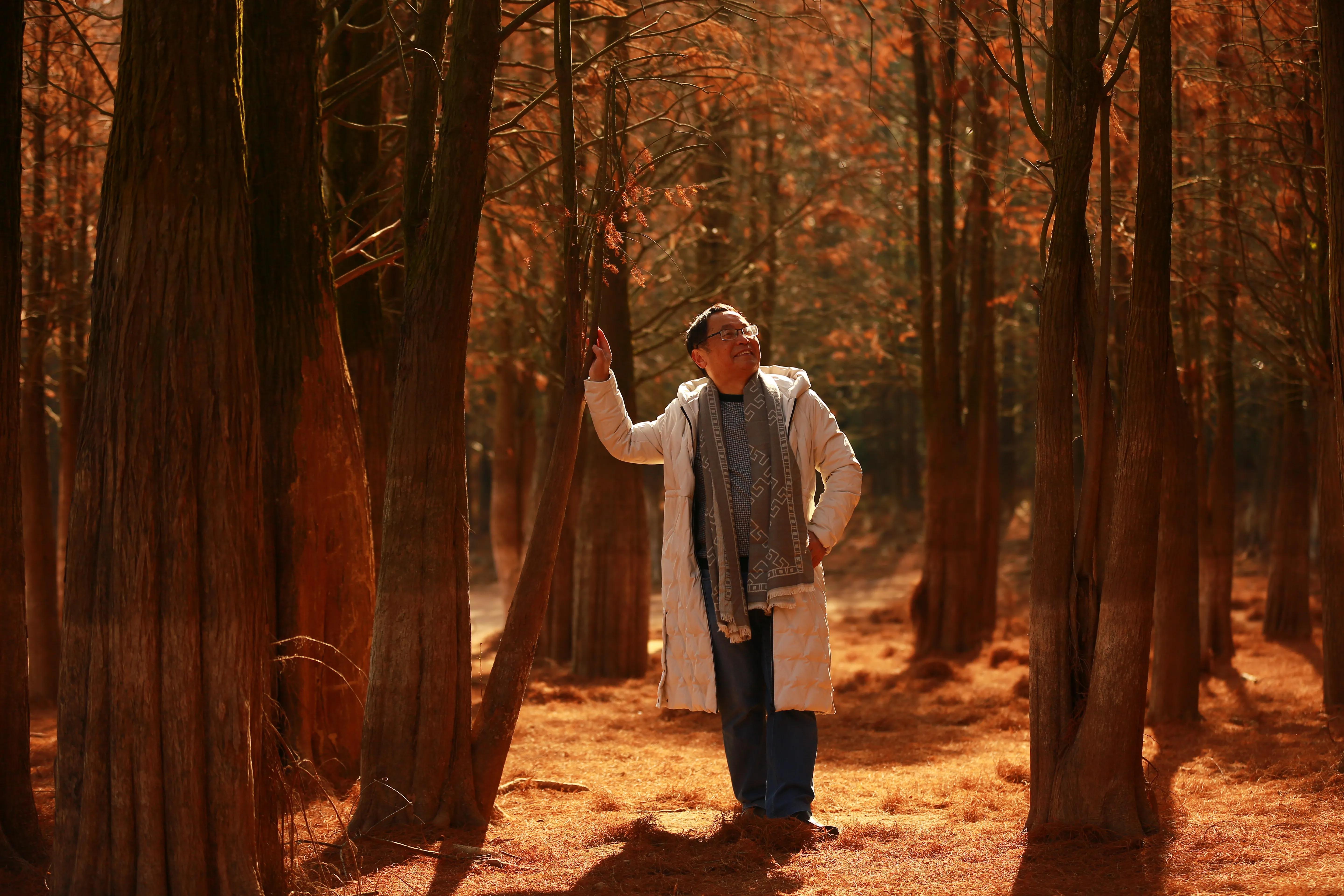 红杉林之恋,红杉林之恋完整版