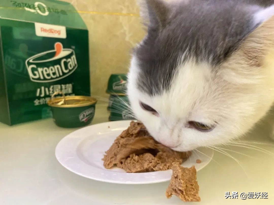 红狗小绿罐怎么样,月销量1000算不算冷门车