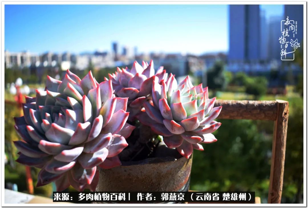 小院的多肉陪我度过春夏秋冬,好度夏又好过冬的多肉