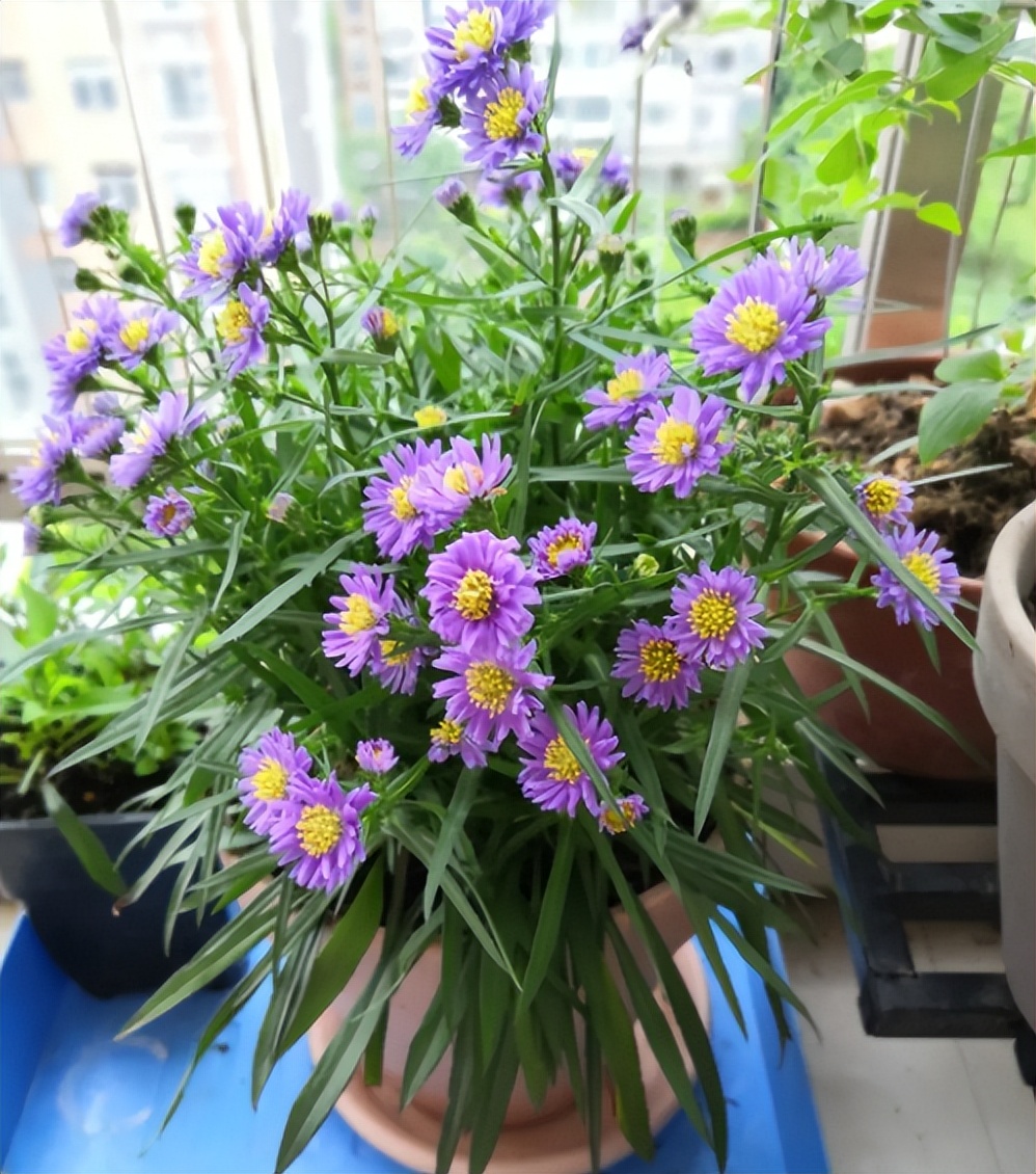 四季开花的草花有哪几种,南方冬季开花的草花播种