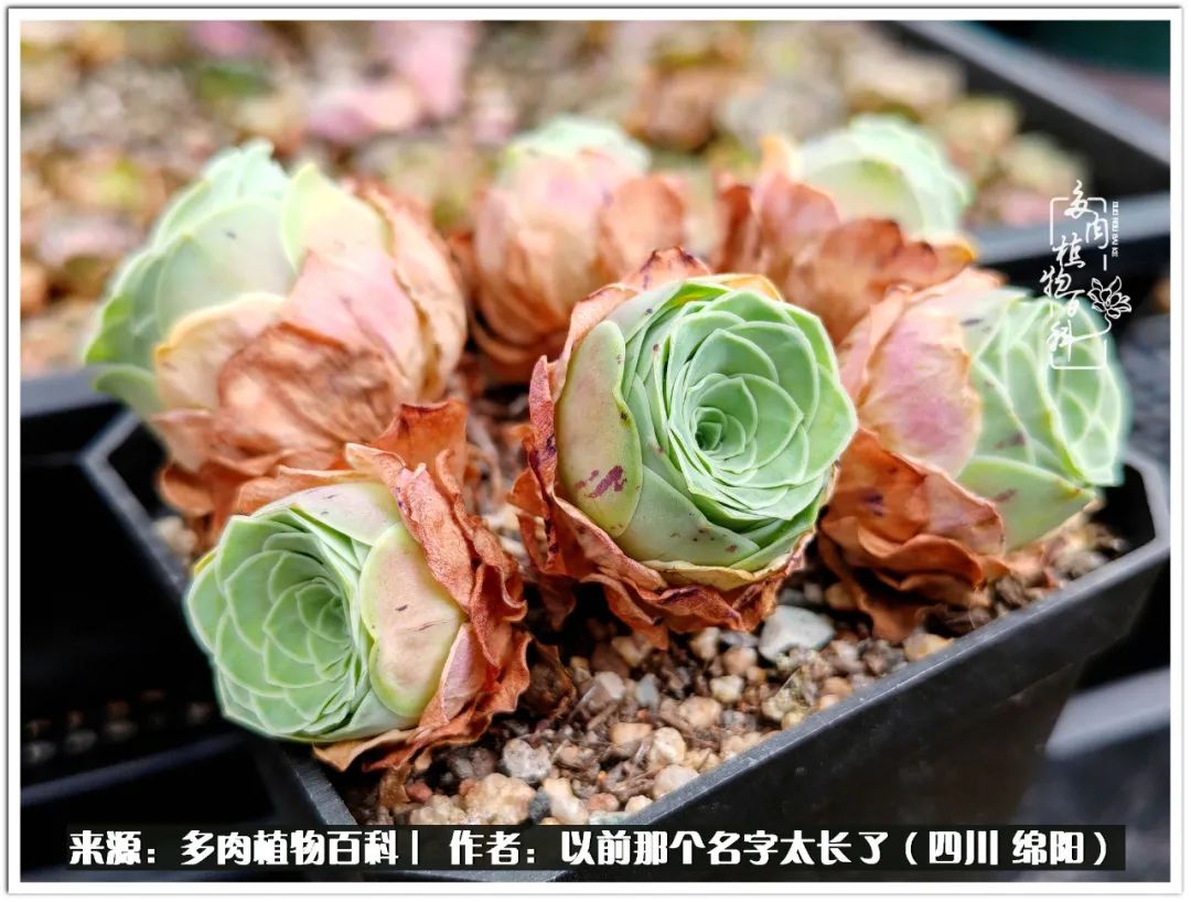 夏天山地玫瑰,小清新山地玫瑰