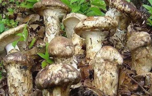 松茸美味不可抵挡,松茸独一无二