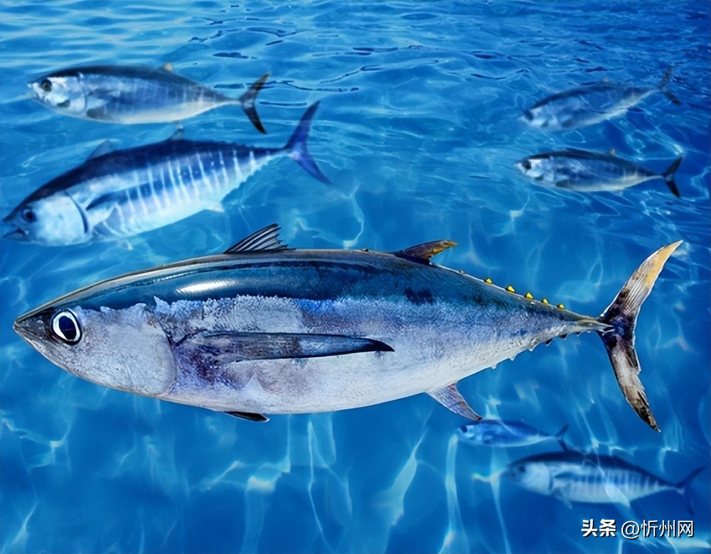 日本人不爱运动却最长寿的原因,日本人懒于运动寿命却很长