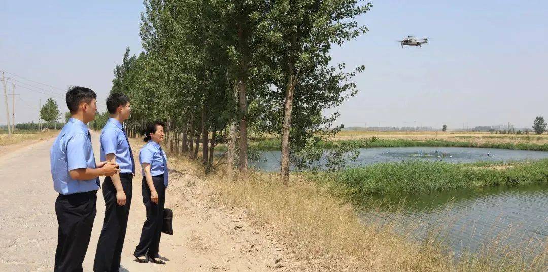 大雁照片图文,关于大雁的照片