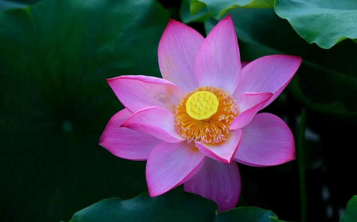 惊艳千年的“花之仙子”，唯美了整个夏天