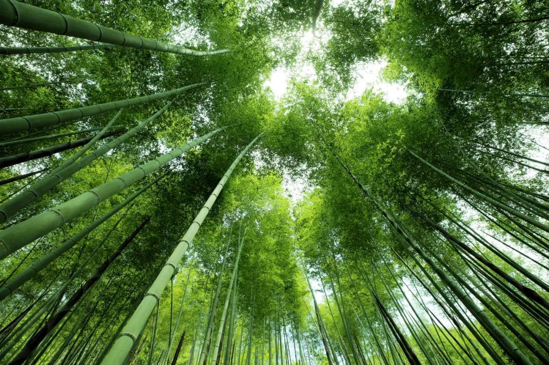 韶关市竹产业,把小竹子做成大产业的成效