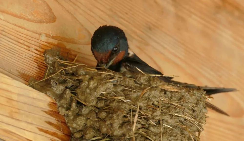 稀奇！家人嫌脏2次捣毁燕窝，第3次燕子筑巢自带“卫生间”