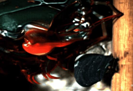 雀尾螳螂虾一秒能挥出两拳,雀尾螳螂虾的拳头堪比子弹的威力