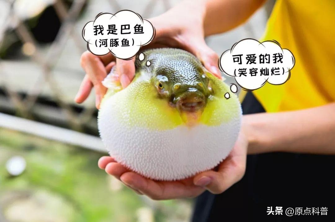 世界十大顶级海鲜排名,世界上十大最贵的十种海鲜