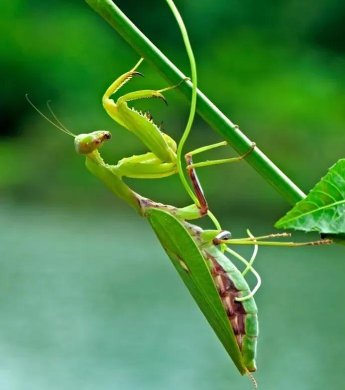 昆虫记研究过程的句子,昆虫记对万物的赞美句子