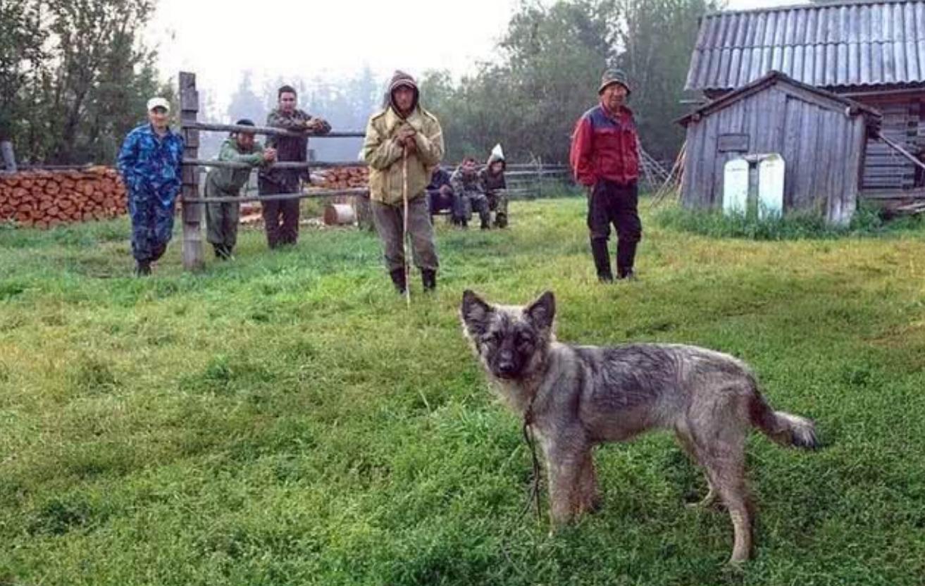 孩子和狗失踪后找回,2岁女孩与狗狗一起失踪后续