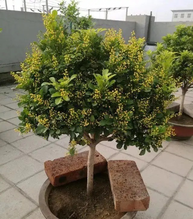 米兰花怎样养护才能开花多,米兰花的养护方法和注意事项