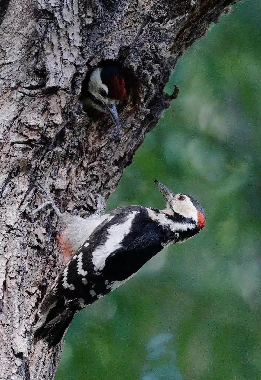 谷雨节气的含义是什么,谷雨节气介绍