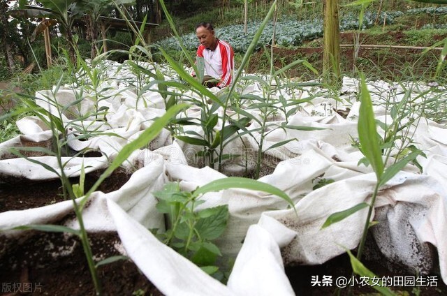 种生姜最高产量每亩有多少斤,什么样的土质适合种植生姜产量高