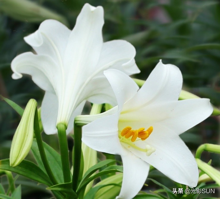 百合花的花语文案爆款,百合花的花语和传说