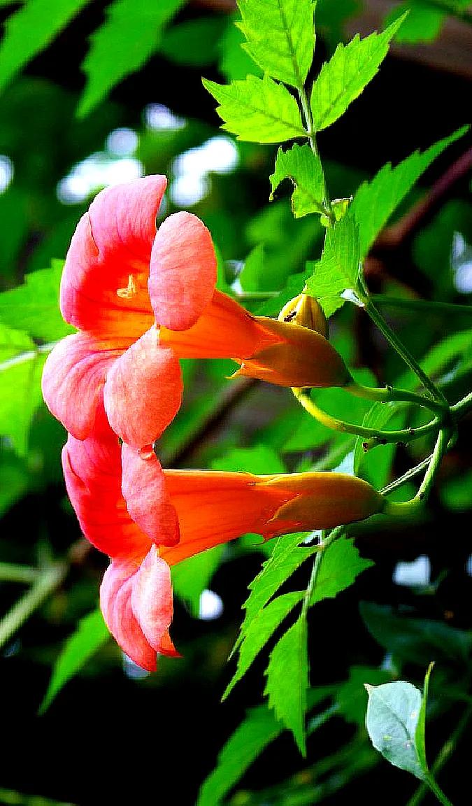 一花一世界一念一佳人的图片,一花一世界一叶一春秋图片