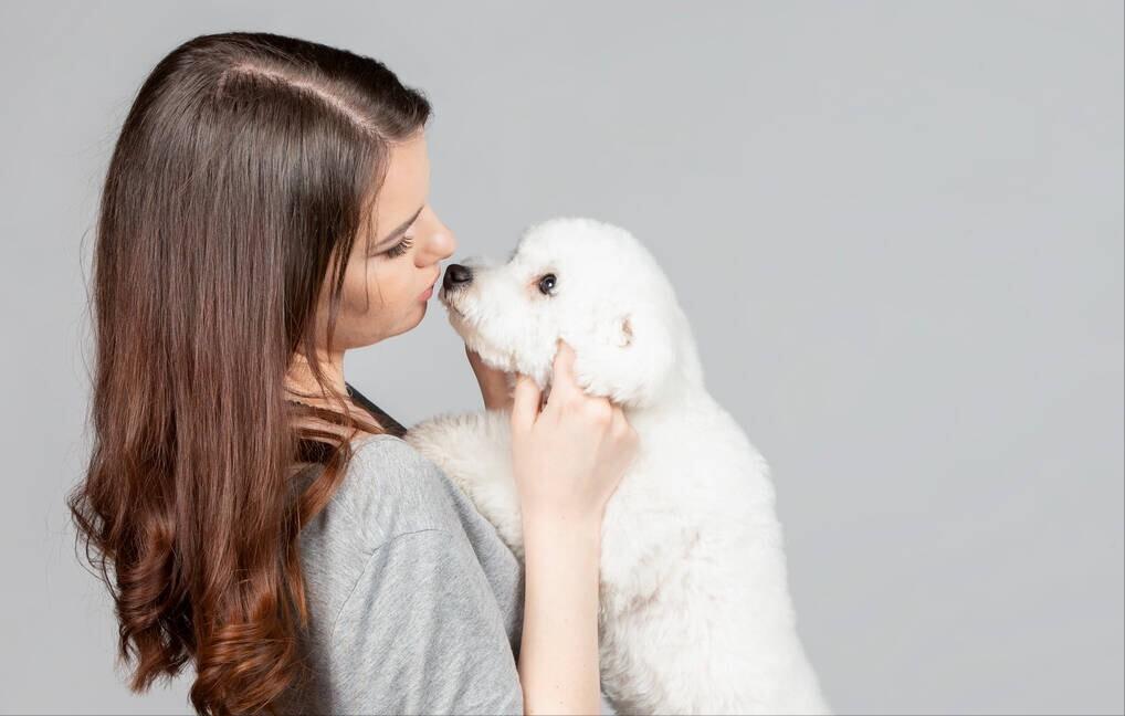 养比熊需要注意什么问题,养比熊要注意什么问题