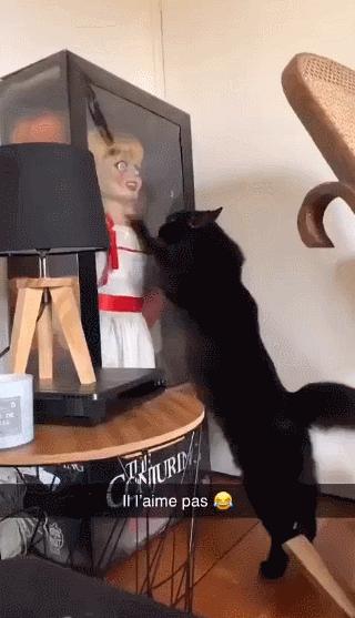 公鸡：他们在做啥午餐？猫：你老婆炖土豆