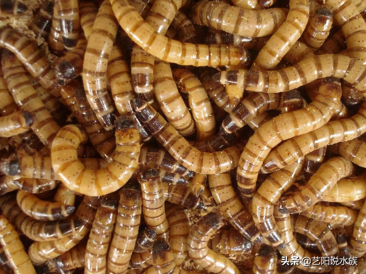 龙鱼可以喂饲料吗,养龙鱼需要加维他命吗