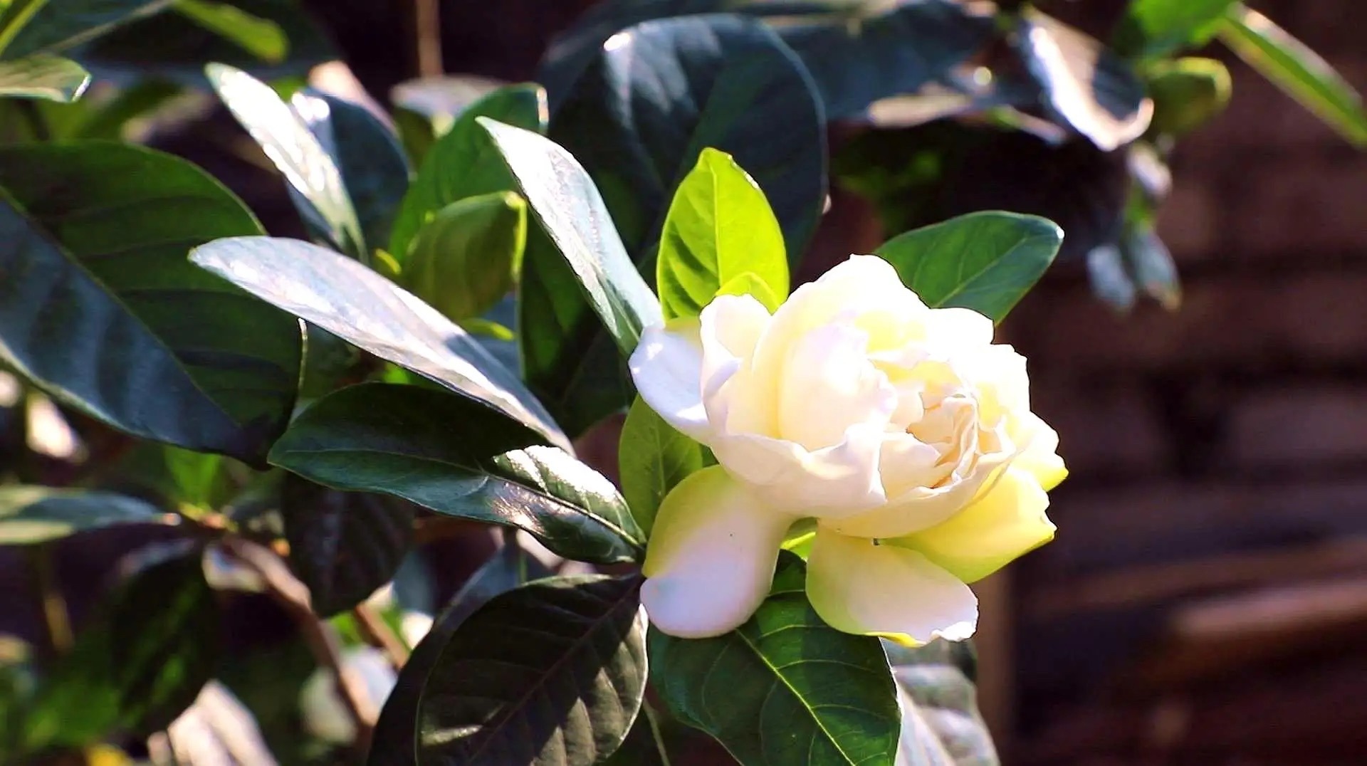 栀子花有3个“爱好”，满足它，叶子油绿发亮，花朵更多更芳香