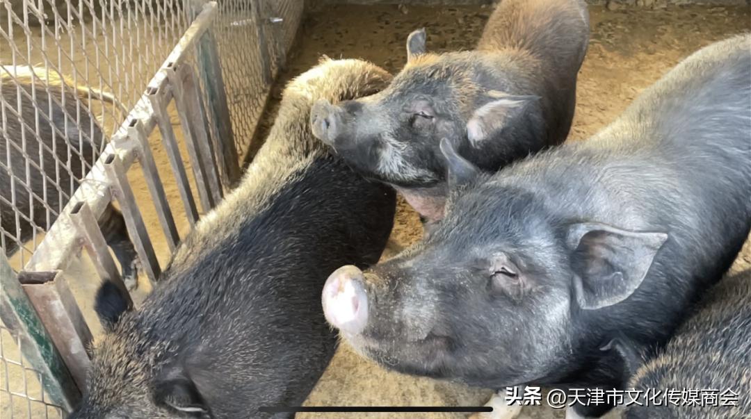 打造农特产品线上销售平台,蓟州农产品销售平台