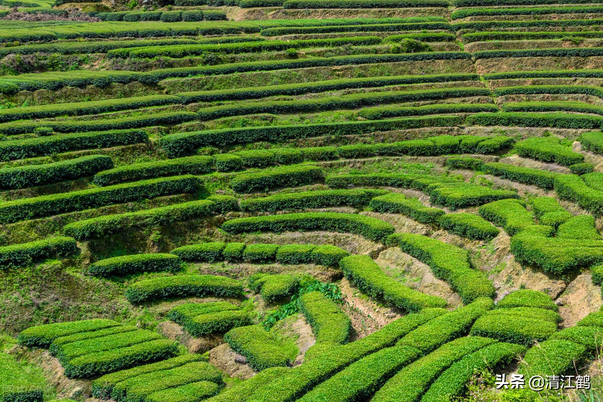 如何挑选小青柑茶叶的好坏视频,青茶的代表茶类有哪些