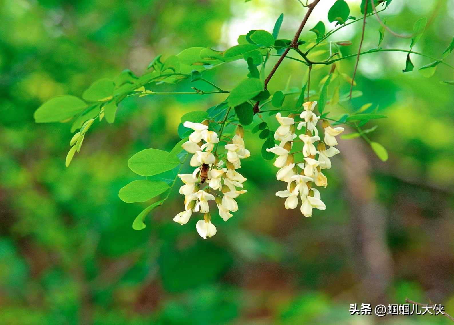 中国公认可以吃的六种叶子,各地能吃的叶子