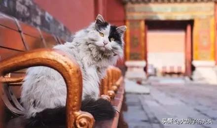 北京故宫游玩攻略及费用,北京故宫游玩攻略带娃