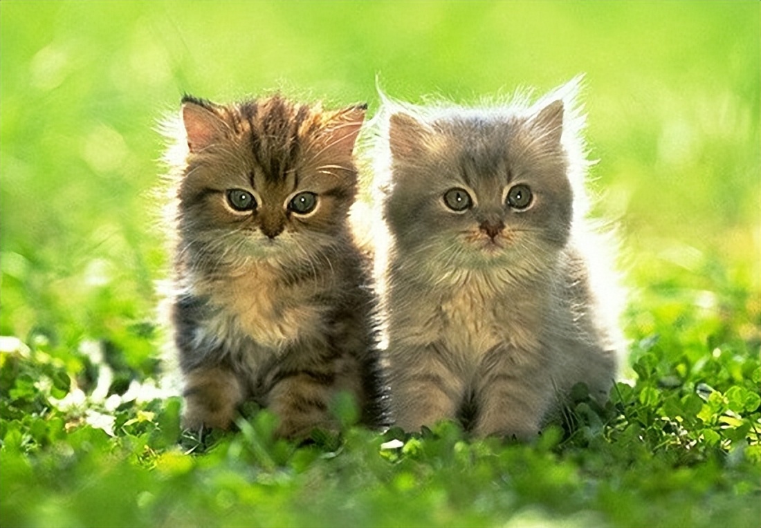 孩子学游泳教学视频,孩子学游泳的最佳时间