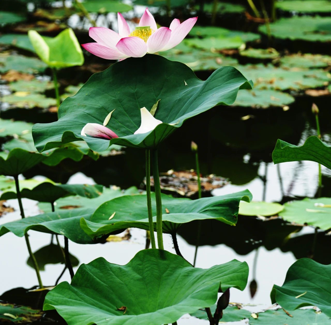郑州赏荷,郑州赏荷最佳路线图