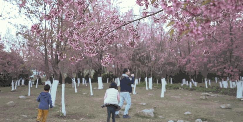 冬季洱海看海鸥最佳地方,这个冬天洱海该有多浪漫