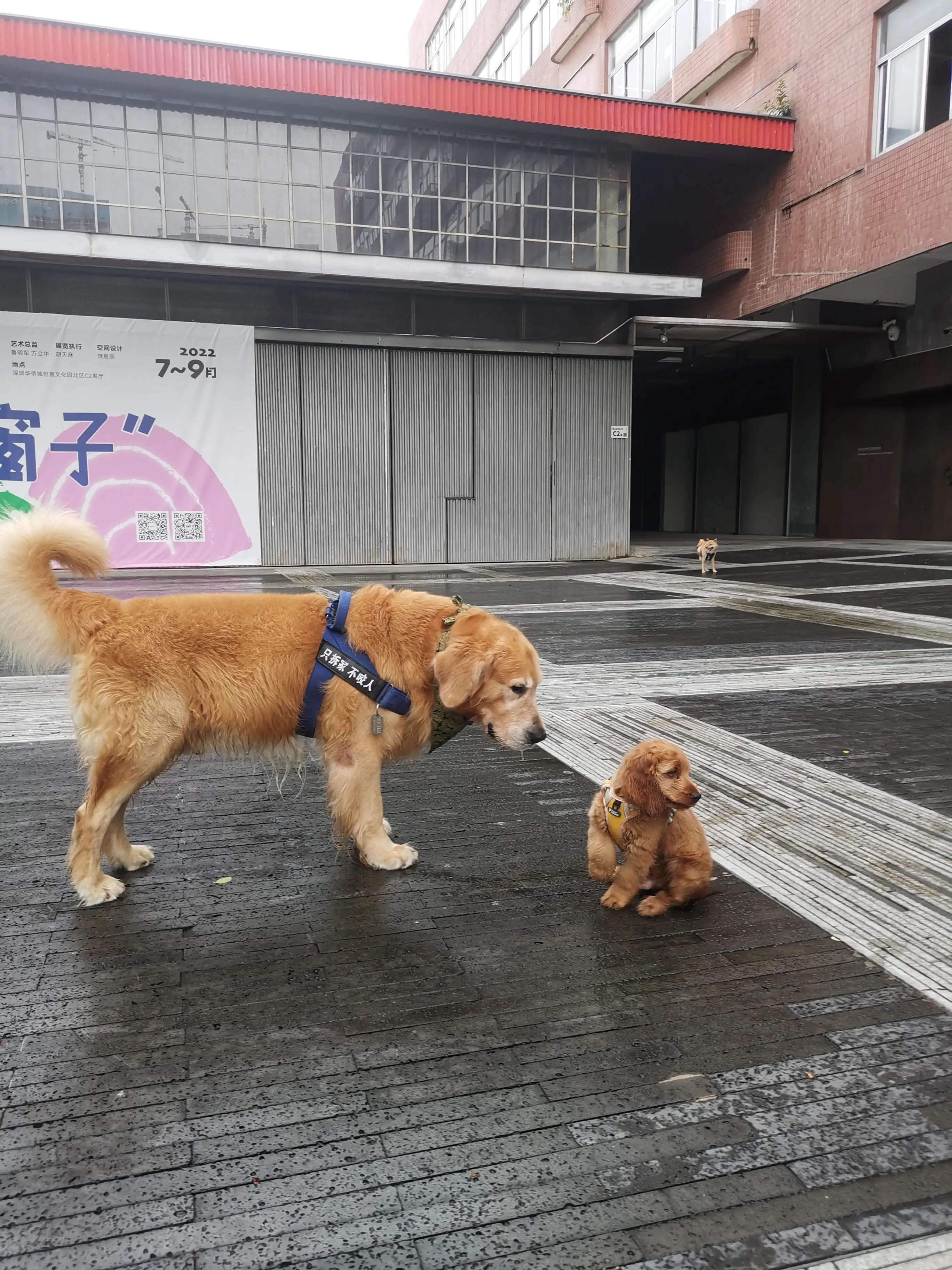 我不是金毛，是英国可卡犬—水煎包的自我介绍,包子麻麻的讲述