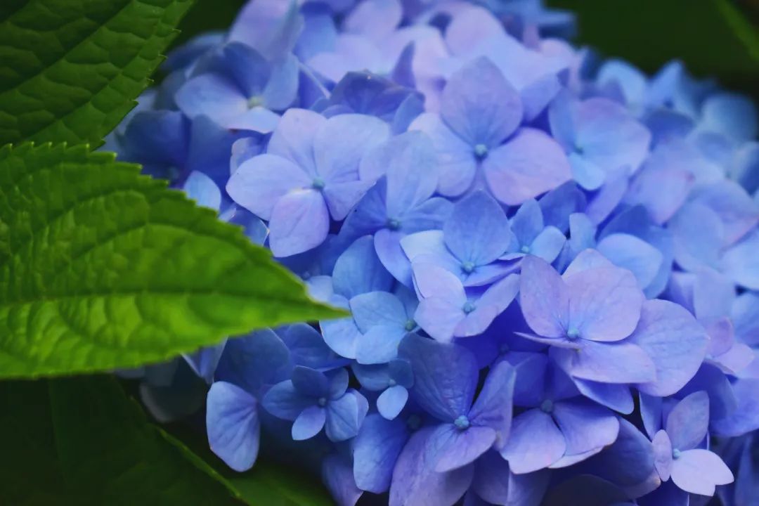 昆明网红绣球花打卡地现在还有吗,昆明绣球花观赏地推荐