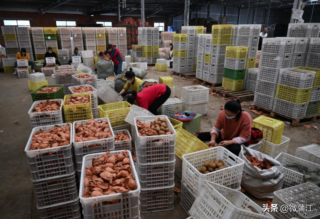 朋友圈里的二十大时光|年销数千万元！“95后”返乡卖猕猴桃：要让乡亲钱包鼓起来