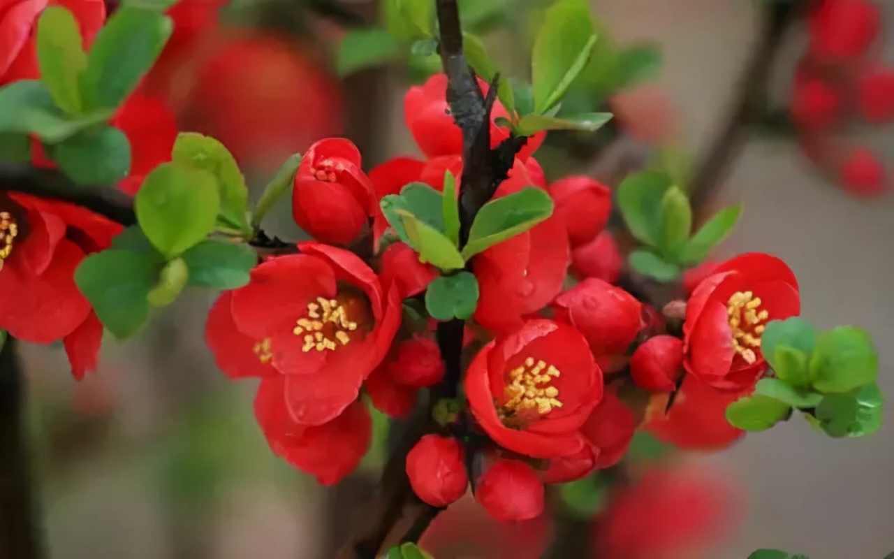 王维诗词最佳十首完整版,王维诗文作品100首