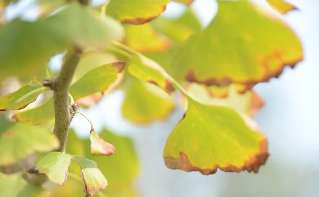 秋风碎色，和仕诗选