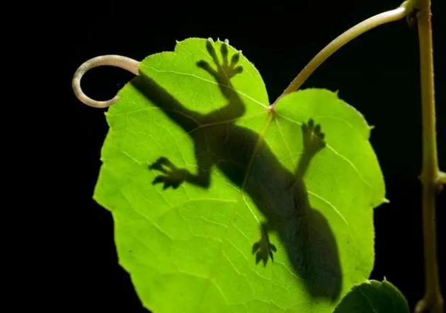 壁虎与蛇是什么关系,壁虎和蛇属于什么关系