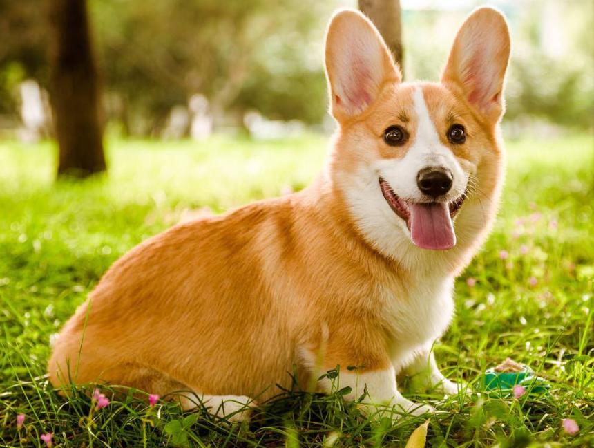 养宠物狗对孩子有好处吗,养宠物的好处和道理